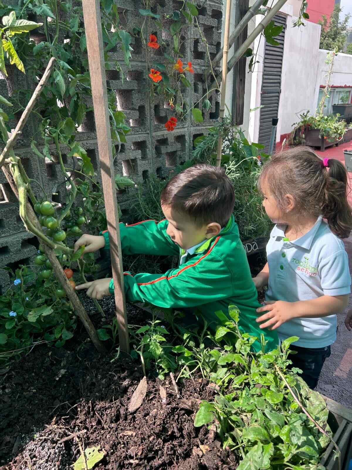 Huerto Escolar en Rootland School: Sembrando Conocimiento, Comunidad y Bienestar